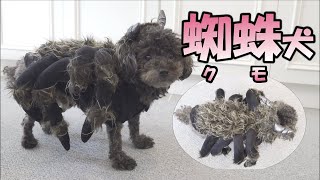 蜘蛛犬になって帰宅したパパを驚かせてみたｗ【ドッキリ】