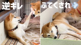 逆ギレふてくされる姉犬と上手く付き合っている柴犬可愛いw