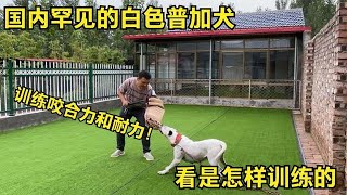 国内罕见的白色普加犬，耐力和兴奋度极高，看主人是如何训练的