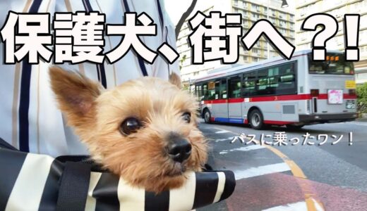 保護犬、初めてバスに乗って街へ行く【Day32】