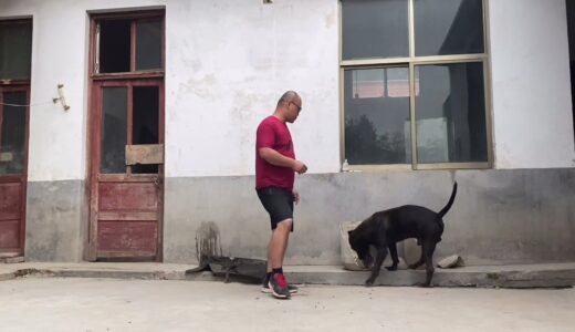 三条加纳利犬公犬轮番上阵，最后竟打红了眼，哪条狗战斗力最强？