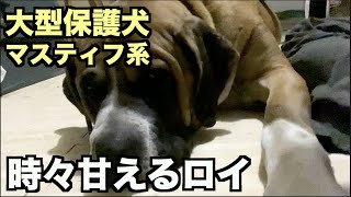 大型マスティフ系保護犬・時には甘えるさ！【144 146日目】