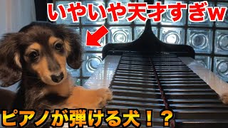 【世界初】ピアノが弾ける犬が天才すぎたw