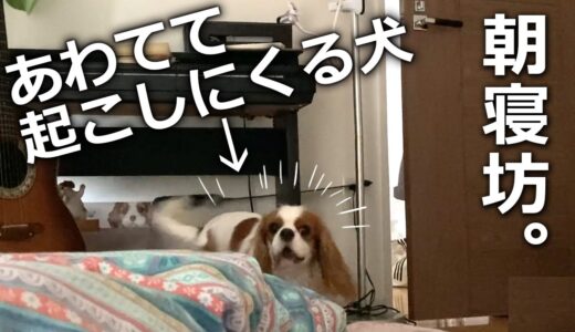 犬の外が猛暑でも絶対散歩行くアピールが危険だったｗ