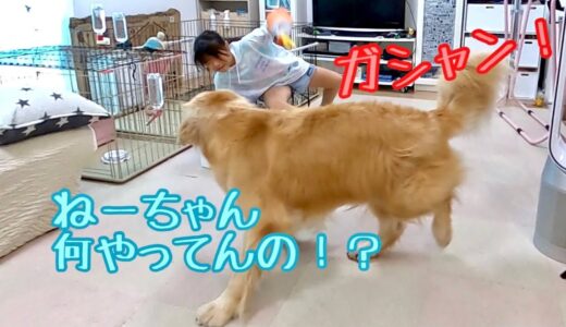 犬用の水ボウルに突撃してびしょ濡れになる姉と顎のカタカタが止まらなくなったゴールデンレトリバー  【ゴールデンレトリバーとミニチュアダックスフンド】