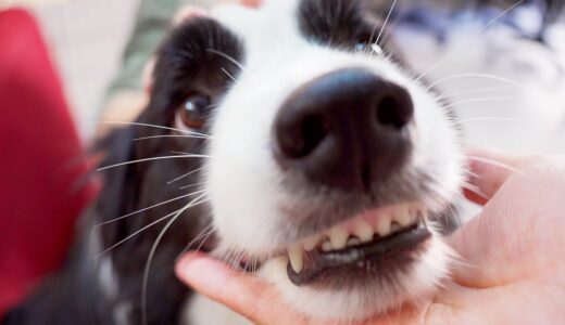 死ぬほど歌がキライな犬の前で歌うとなぜかこうなるんです…