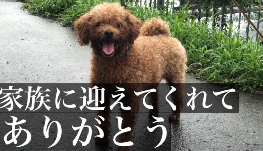 【保護犬】いつかあなたの元へ。引き取り/トイプードル/子供と保護犬/家族