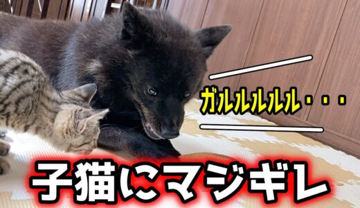 甲斐犬一休が子猫を初めて怒った瞬間。