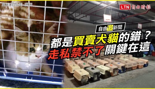 自由追新聞》都是買賣犬貓的錯？走私禁不了關鍵在這