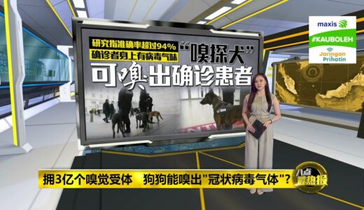 “嗅探犬”靠灵敏嗅觉   检测乘客是否确诊冠病  | 八点最热报 02/08/2021 | #KauBoleh