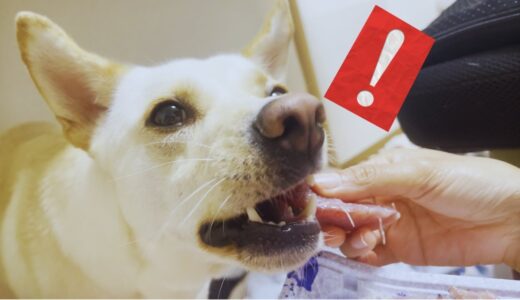 犬が生まれて初めて「瀬戸内海の〇〇」を買いに行き「カツオのタタキ」を食べた反応がこちらwww【保護犬りゅうのすけ】