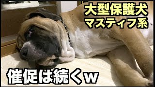 大型マスティフ系保護犬・この顔w【147 148日目】