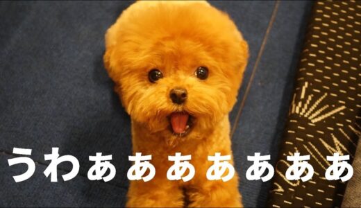 ワンと鳴けない犬が面白すぎるwww  #Shorts