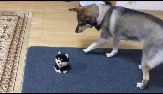 しゃべる黒柴ハナちゃんに たじたじの犬