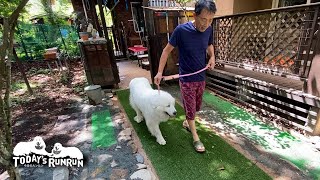 アウトドア派なので犬舎の待機を拒否したルンルンです　Great Pyrenees　グレートピレニーズ