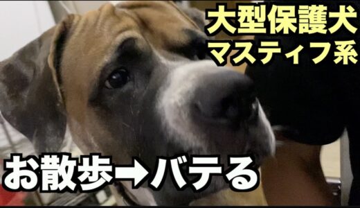 大型マスティフ系保護犬・変わらぬ日常【136 138日目】