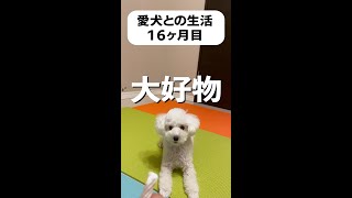 犬を飼うと休む隙がなくなった #Shorts