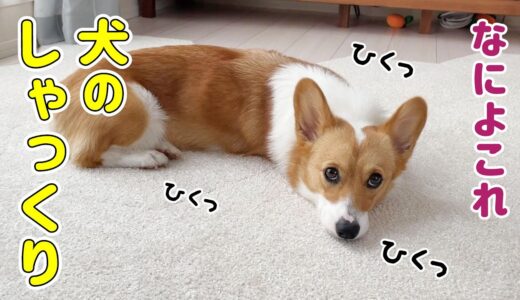 【犬のしゃっくり】戸惑いながらも寝てしまうコーギー