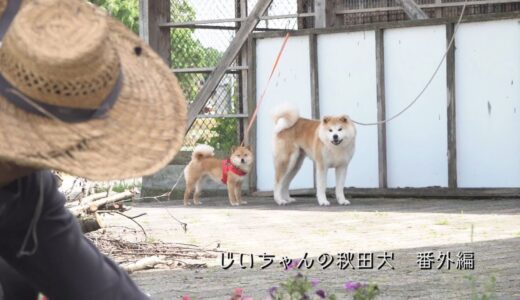 じいちゃんの秋田犬【番外編】　新たな相棒と共に歩む