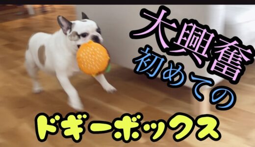 【Doggy Box】初めてのドギーボックスにムチムチ犬　大興奮【８月号】