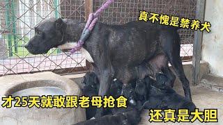 国内少见的犬种，才25天就敢跟老母抢食，难怪被许多国家禁养!