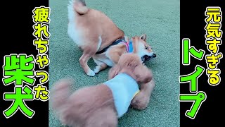 【トイプ犬】元気すぎるトイプードルと疲れちゃった柴犬のじゃれ合いがかわいい【因幡はねる / あにまーれ】 #Shorts