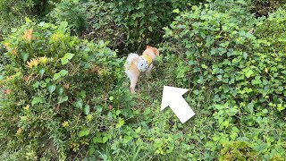 都会育ちの犬が福島の地で野生化が止まらない…