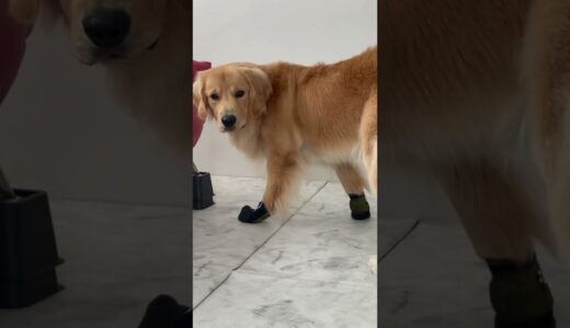 靴を履いた犬の歩き方が可愛すぎる笑 #shorts