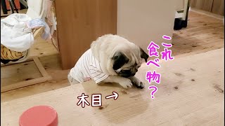 テーブルの木目を食べ物と勘違いているパグ犬ぷぅPug