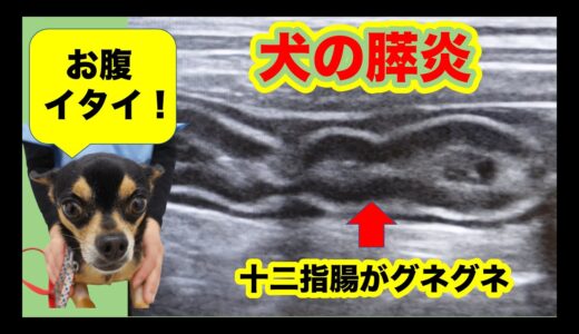 犬の膵炎