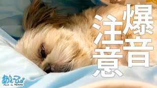 ２度寝するシーズー犬のイビキが爆音すぎるw