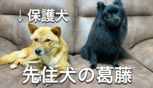 保護犬を受け入れられない先住犬ポメラニアンの葛藤【預かりボランティア】