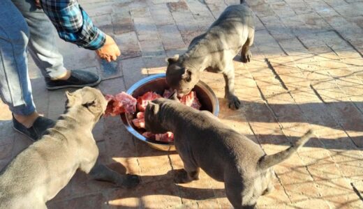 惡霸犬吃雞架，大惡霸一口一個，小惡霸撕開一個雞架搶著吃【劉哥在農村】