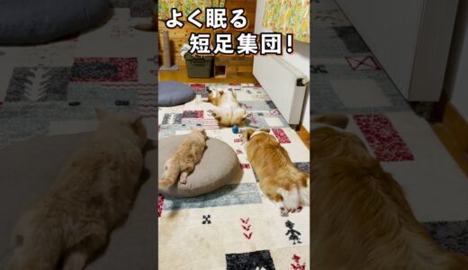 運動！食事！睡眠！が模範的な犬と猫  #Shorts