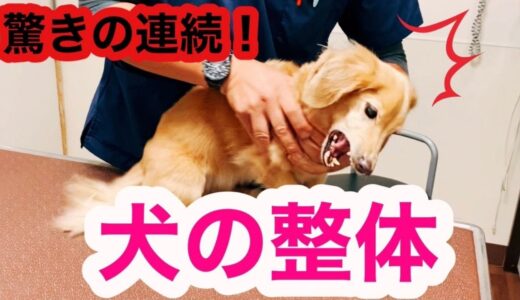 初めての犬の整体で驚きの連続！【シニア犬ケア】