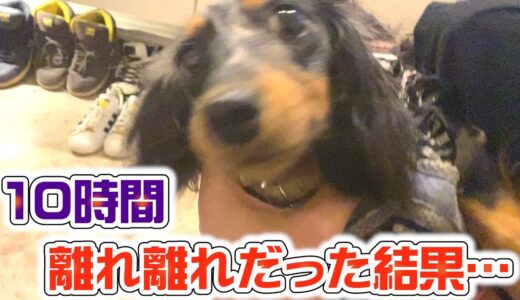 【1歳ワンコ】生まれて初めて10時間コースの「犬の幼稚園」に行った後の愛犬の反応が可愛すぎました