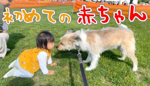 犬が赤ちゃんを初めてみた時の反応が優しすぎる