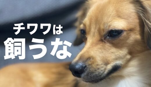 チワワを飼わない方がいい理由【犬 飼う 大変 犬との生活】