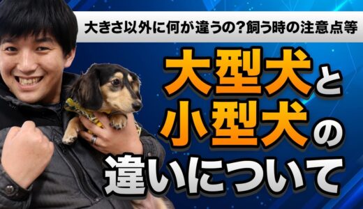 【大きさ以外に何が違う？】大型犬と小型犬の違い