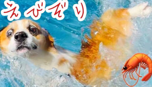 【犬】兄犬が溺れると必死に助けを求めてた弟犬【コーギー子犬】【コーギー泳ぐ】