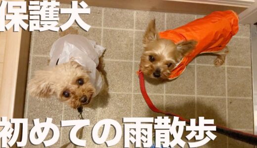 保護犬、雨の散歩へ出る！☔️【Day43】