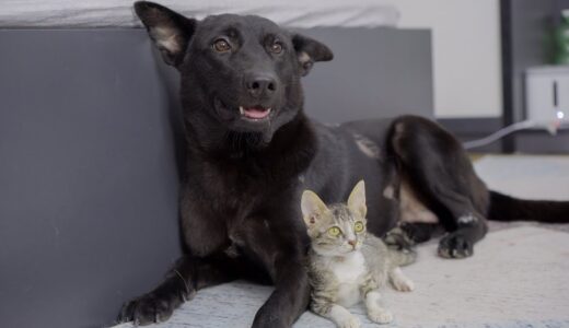 初めて保護子猫に会った保護犬のデンちゃんの反応がこちらです。