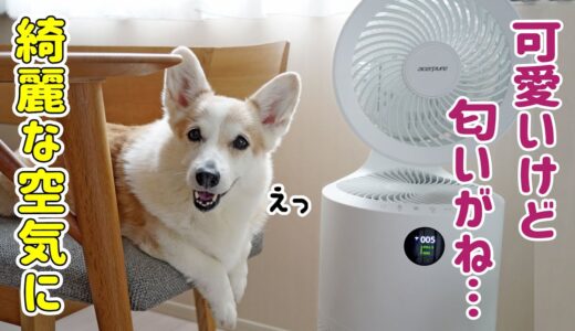 犬の匂いや換気が気になるのでオシャレな空気清浄機を投入してみた！【コーギー】