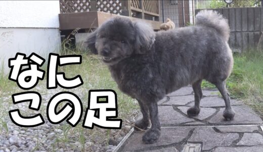 自分のカットが普通じゃないと気付いた犬