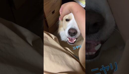 あざと過ぎる犬が新しい技を覚えたぞ！#shorts