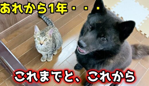 【甲斐犬一休と猫のしずく】1年間ありがとうございました