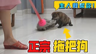 田园犬牌拖把，不知疲倦干净利落，就是有点费主人