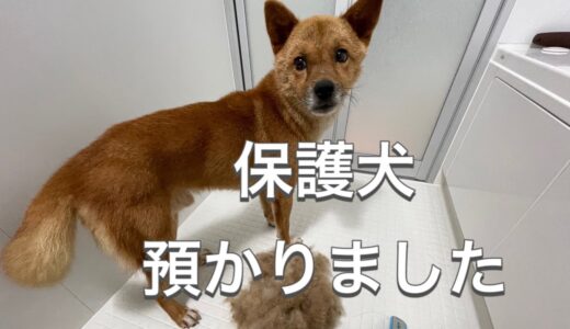 飼い主のお迎えが来なかった犬を預かることになりました【保護犬預かりボランティア】