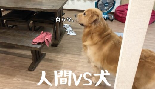 かくれんぼ対決。犬の嗅覚は人間の千倍らしいよ。知らんけど。ゴールデンレトリバーベンツ。