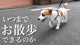 【検証】運動量がすごい犬はどれだけお散歩できるのか？/ジャックラッセルテリア/How far can Jack Russell Terrier take a walk?